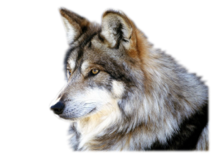 Wolf PNG-23180